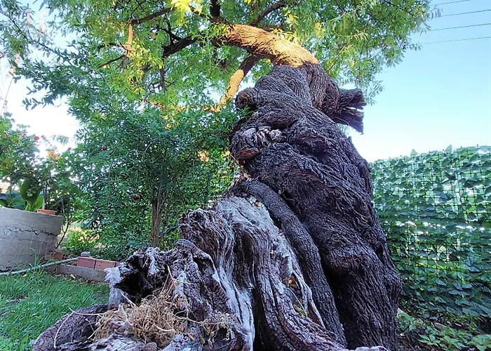 Tsanes Ferienhaus Pinakokhorion