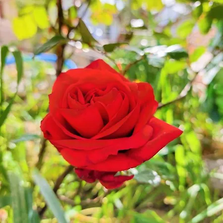 Casa de Férias Tsanes