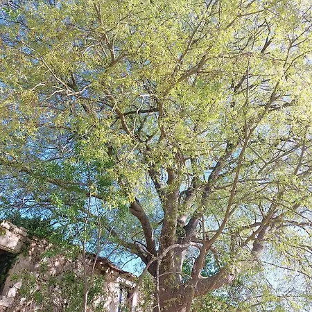 Tsanes Pinakokhorion