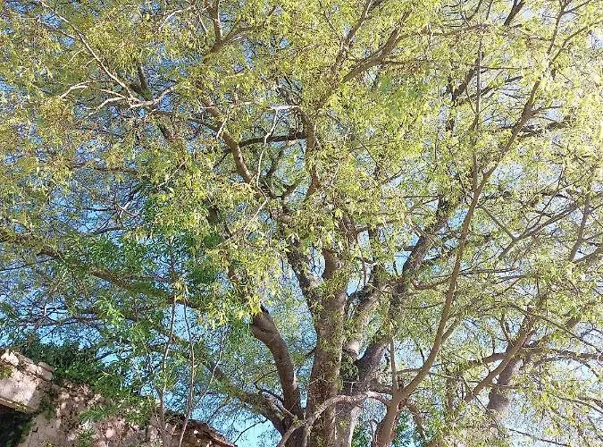 Tsanes Pinakokhorion